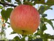 des pommes  Ryasnov l'espèce Photo