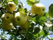 Manzanas variedades Yantar Foto y características