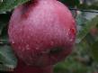 des pommes les espèces Titaniya Photo et les caractéristiques