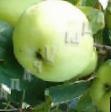 Jabolka sort Krokha (kustovaya) fotografija in značilnosti