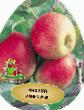 Äpplen sorter Persiyanka Fil och egenskaper