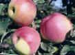 Äpplen sorter Delichiya Fil och egenskaper