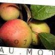 Jablka druhu Medeya fotografie a vlastnosti