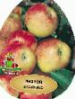 Μήλα ποικιλίες Svezhest φωτογραφία και χαρακτηριστικά