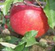 Jablka druhu Melrouz fotografie a vlastnosti