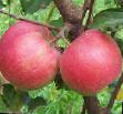 Jablka  Lord Lamburne druh fotografie