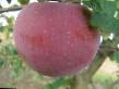 Manzanas  Askolda variedad Foto