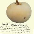 des pommes  Astrakhanskoe beloe l'espèce Photo