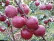 Jabłka gatunki Ehliza zdjęcie i charakterystyka