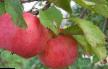 Manzanas  Desertnoe Petrova variedad Foto