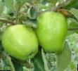 Apples  Limonnoe zimnee grade Photo