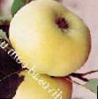 Jablka druhy Doneshta fotografie a charakteristiky