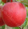 Яблоки  Гала галакси сорт Фото