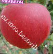 des pommes les espèces Delbar zhyubile Photo et les caractéristiques
