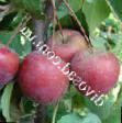 Jabłka gatunki Kitajjka Kerr zdjęcie i charakterystyka