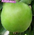 Jabłka  Grinslivz gatunek zdjęcie