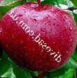 Ябълки сортове Виста Белла снимка и характеристики