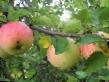 des pommes  Bystrica  l'espèce Photo