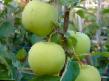 Manzanas  Koshtelya variedad Foto