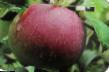 Ябълки  Желанное сорт снимка