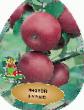 Apples varieties Spartan Photo and characteristics