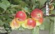 Manzanas variedades Komarovskoe Foto y características