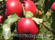 Jabłka gatunki Podarok detyam zdjęcie i charakterystyka