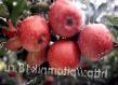 des pommes les espèces Pervyjj salyut Photo et les caractéristiques