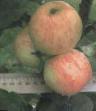Μήλα ποικιλίες Antonovka-kitajjka φωτογραφία και χαρακτηριστικά