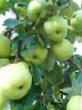 Manzanas variedades Beloe letnee Foto y características