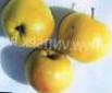 des pommes les espèces Darya Photo et les caractéristiques