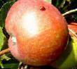 Jablka druhy Zorenka fotografie a charakteristiky