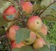 des pommes  Alenushka l'espèce Photo
