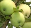 Jablka druhy Yunga fotografie a charakteristiky