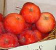 des pommes les espèces Zarevo Photo et les caractéristiques