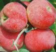 des pommes  Krasnaya gorka l'espèce Photo