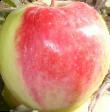 Jabolka sort Podarok sadovodam fotografija in značilnosti
