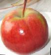Jablka druhy Suvenir Altaya fotografie a charakteristiky