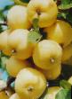 Apfel Sorten Uralskoe nalivnoe Foto und Merkmale