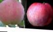 Jabłka  Iyulskoe gatunek zdjęcie
