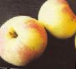 des pommes les espèces Kovrovoe Photo et les caractéristiques