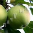 Jablka druhu Chudnoe (karliki Mazunina) fotografie a vlastnosti