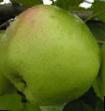 Jabłka gatunki Sokolovskoe zdjęcie i charakterystyka