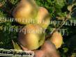 Jabłka  Belfler kitajjka gatunek zdjęcie