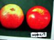 des pommes  Redfri l'espèce Photo