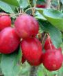 des pommes les espèces Kitajjka Dolgo Photo et les caractéristiques
