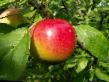 Apples varieties Queenty Photo and characteristics