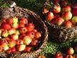 des pommes les espèces Medunichka (Korobovka) Photo et les caractéristiques