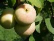 des pommes les espèces Pamyat Isaeva  Photo et les caractéristiques