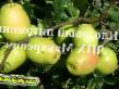 Jabłka gatunki Rozmarin zdjęcie i charakterystyka